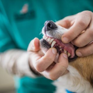 Pet Dentistry Services
