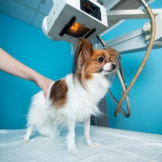 Pet Digital Radiography Services
